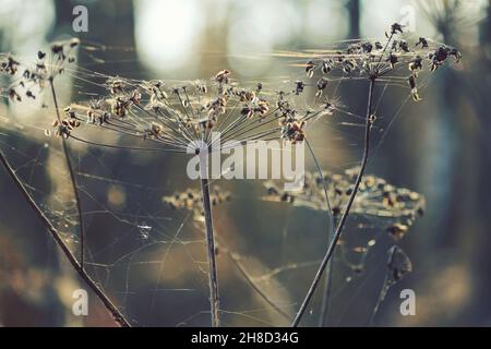 Infiorescenze secche di una pianta ombrello alla luce del sole in un giorno d'autunno. Teste di piante di ombrello asciutte e ragnatela nella luce blu fredda in autunno. Foto Stock