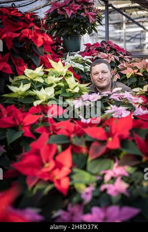 Poinsettia, Euporbia pulcherrima al Meynell Langley Gardens prepararsi per il Natale in colpo è Thomas Walker 4 generazione nurseryman. Foto Stock