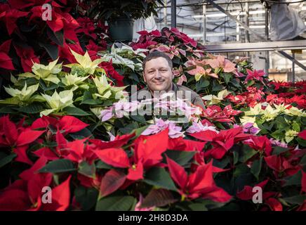 Poinsettia, Euporbia pulcherrima al Meynell Langley Gardens prepararsi per il Natale in colpo è Thomas Walker 4 generazione nurseryman. Foto Stock