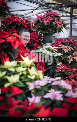 Poinsettia, Euporbia pulcherrima al Meynell Langley Gardens prepararsi per il Natale in colpo è Thomas Walker 4 generazione nurseryman. Foto Stock