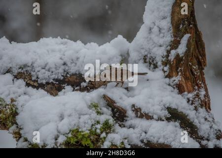 Dunnock (Prunella modularis), alla ricerca di cibo nella neve, ina giardino rurale, Dumfries, SW Scozia Foto Stock
