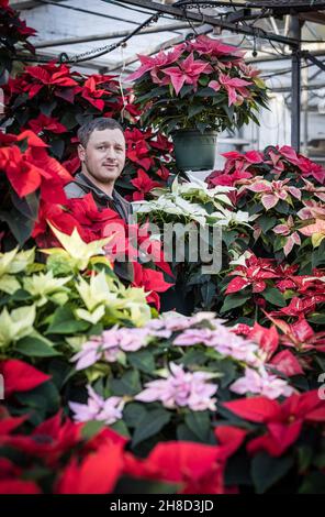 Poinsettia, Euporbia pulcherrima al Meynell Langley Gardens prepararsi per il Natale in colpo è Thomas Walker 4 generazione nurseryman. Foto Stock