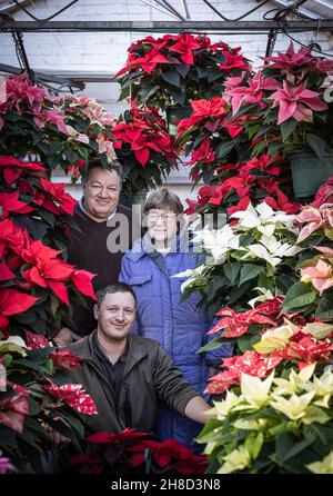 Poinsettia, Euporbia pulcherrima al Meynell Langley Gardens prepararsi per il Natale in shot sono le 3 generazioni Robert, Val e Thomas Walker. Foto Stock