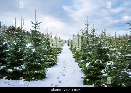Sfondo paesaggio invernale. Un sentiero con impronte conduce attraverso un vivaio di alberi con piccoli e grandi abeti coperti di neve. Fattoria albero di Natale Foto Stock