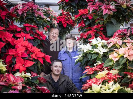 Poinsettia, Euporbia pulcherrima al Meynell Langley Gardens prepararsi per il Natale in shot sono le 3 generazioni Robert, Val e Thomas Walker. Foto Stock