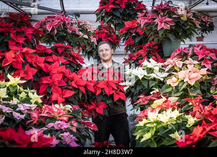 Poinsettia, Euporbia pulcherrima al Meynell Langley Gardens prepararsi per il Natale in colpo è Thomas Walker 4 generazione nurseryman. Foto Stock