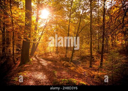 La luce del sole splende attraverso gli alberi in una foresta con foglie cadute su un sentiero durante l'autunno. Foto Stock