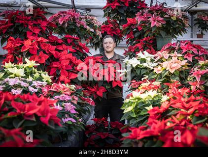 Poinsettia, Euporbia pulcherrima al Meynell Langley Gardens prepararsi per il Natale in colpo è Thomas Walker 4 generazione nurseryman. Foto Stock