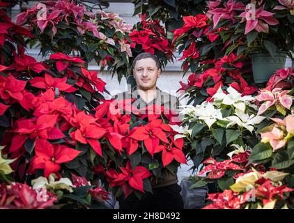 Poinsettia, Euporbia pulcherrima al Meynell Langley Gardens prepararsi per il Natale in colpo è Thomas Walker 4 generazione nurseryman. Foto Stock