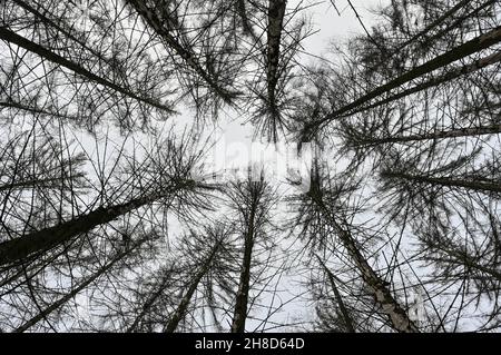 Treplin, Germania. 28 novembre 2021. Alberi di abete rosso morti si trovano in una foresta. Credit: Patrick Pleul/dpa-Zentralbild/ZB/dpa/Alamy Live News Foto Stock