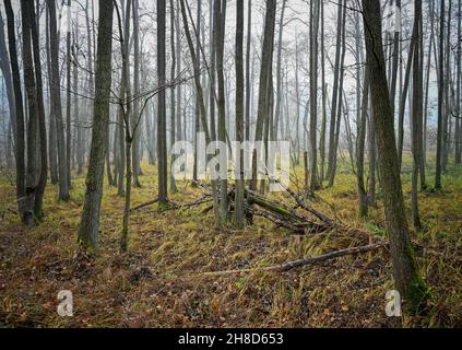 Treplin, Germania. 28 novembre 2021. Gli alder crescono in una cosiddetta foresta di paludi. Una foresta paludosa è una foresta paludosa permanentemente bagnata o localmente bagnata. Credit: Patrick Pleul/dpa-Zentralbild/ZB/dpa/Alamy Live News Foto Stock