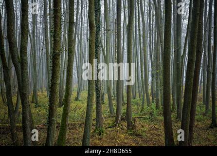 Treplin, Germania. 28 novembre 2021. Gli alder crescono in una cosiddetta foresta di paludi. Una foresta paludosa è una foresta paludosa permanentemente bagnata o localmente bagnata. Credit: Patrick Pleul/dpa-Zentralbild/ZB/dpa/Alamy Live News Foto Stock