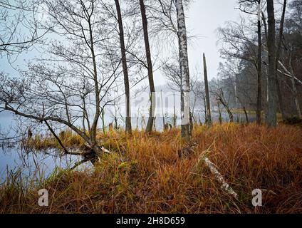 Treplin, Germania. 28 novembre 2021. La nebbia velina il paesaggio del lago Treplin nel Brandeburgo orientale. Credit: Patrick Pleul/dpa-Zentralbild/ZB/dpa/Alamy Live News Foto Stock