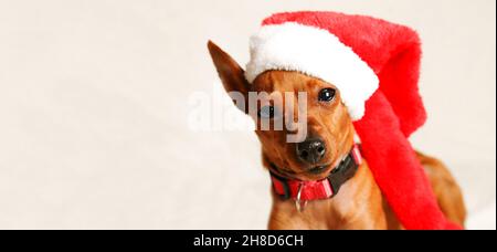 Un cane di Natale in un cappello di Santa. Piccolo cane nano pinscher a Santa Hat. Spazio copia. Foto Stock