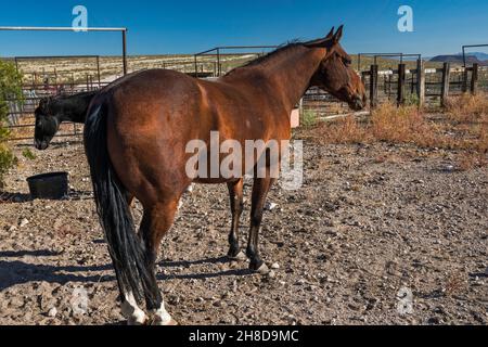 Cavalli al Corral vicino Hermantano Springs Ranch, Organ Mountains Desert Peaks National Monument, New Mexico, USA Foto Stock