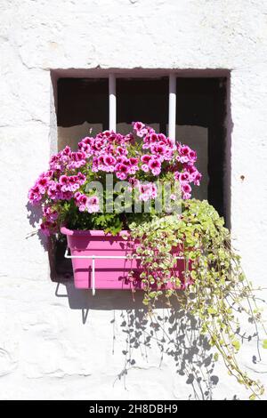 Geranio di rosa o geranio profumato dolce (Pelargonium graveolens) in una finestra in Italia. Foto Stock