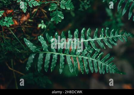 Particolare di pianta verde di felce in natura con sfondo scuro Foto Stock