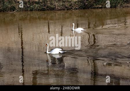 Vista ravvicinata di due cigni che nuotano sul fiume Medway, nel centro di Maidstone, Kent. Foto Stock