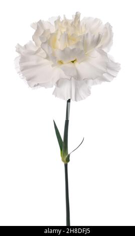 Dianthus bianco isolato su sfondo bianco Foto Stock