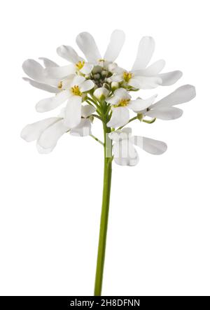 Fiore Candytuft isolato su sfondo bianco Foto Stock