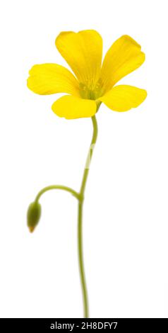 Fiore di legno giallo isolato su sfondo bianco Foto Stock