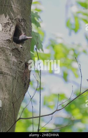 Zeanuri, Bizkaia/Paesi Baschi; 21 maggio 2017. Vitello di Picchio Nero (Dryocopus martius) su un tronco di Quercus rubra. Foto Stock