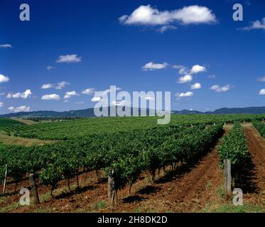 Australia. Nuovo Galles del Sud. Hunter Valley. Vigneto. Foto Stock