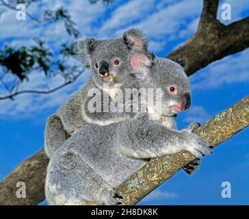 Australia. Fauna selvatica. Koala madre e bambino. Phascolarcos cinereus. Foto Stock