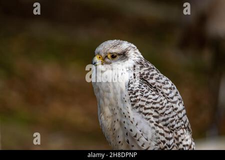 Falco ruscicolus - il gyrfalcon o gyrfalcon è un uccello della famiglia dei Falconidi. Foto Stock