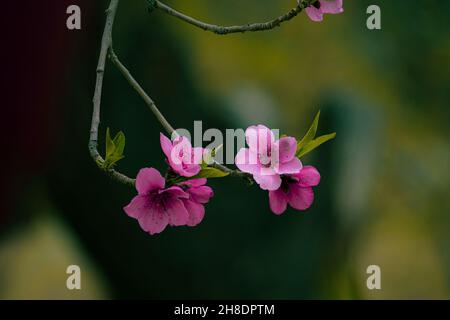 Peach Blossoms inizio marzo 2021 Foto Stock