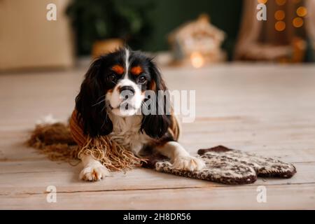 Il Cavalier King Charles Spaniel si trova sul pavimento in maniche invernali. Il cane festeggia il nuovo anno Foto Stock