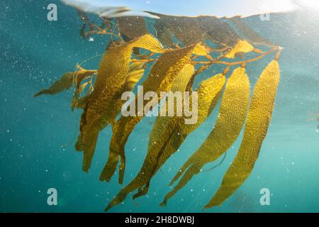 Un filone galleggiante di kelp gigante (Macrocystis piryfera) che galleggia sulla superficie delle acque a Monterey Bay, California, USA. Foto Stock