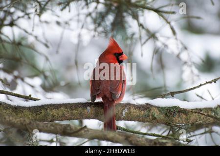 cardinale maschio rosso in albero innevato Foto Stock