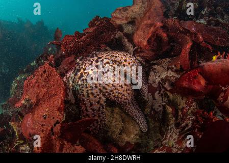 Una stella marina viola (Pisaster ochraceus) sott'acqua, questa stella marina è una grande echinoderm e specie di pietra chiave della baia di Monterey in California. Foto Stock