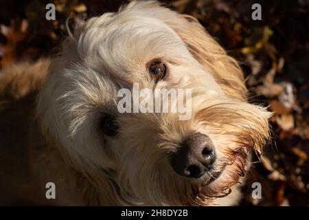 Cockapoo cane guardando in su con le foglie di autunno in background Foto Stock