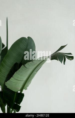 Belle foglie di banane palma pianta su sfondo bianco. Foto Stock