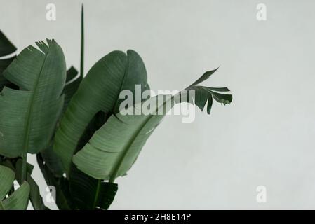 Belle foglie di banane palma pianta su sfondo bianco. Foto Stock