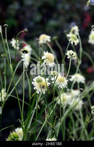 Scabiosa, spaventoso, fiori bianchi, fiore di Pincushion, fiore bianco, fioritura, ape amichevole piantagione, giardino, giardini, RM floreale Foto Stock