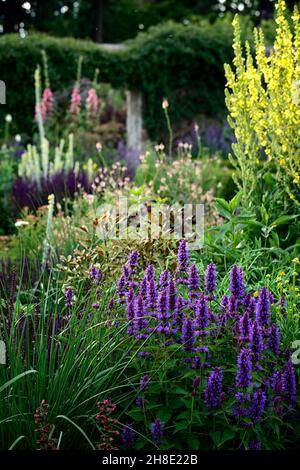 Agastache Blue Boa, Anice Issop, profondo viola-blu fiore picchi, verde fogliame, fiori, fioritura, perenne, giardino, giardini, RM Floral Foto Stock