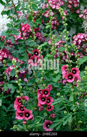 Alcea rosea Halo cerise,Hollyhock Halo cerise,fiore,fiori,estate,luglio,ritratto della pianta,fiori,fioritura,closeups,fuoco selettivo,centro scuro,scuro Foto Stock