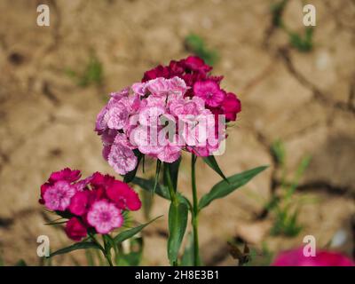 Fuoco selettivo del garofano turco rosa Foto Stock