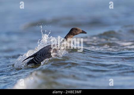 Un giovane Brent Goose (Branta bernicla) nelle onde. Foto Stock