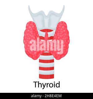 Tiroide. Organo umano isolato su sfondo bianco. Illustrazione vettoriale. Design piatto Illustrazione Vettoriale