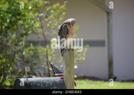 Un grande Hawk a spalla rossa guarda verso il basso una bandiera degli Stati Uniti e una casella postale. Foto Stock