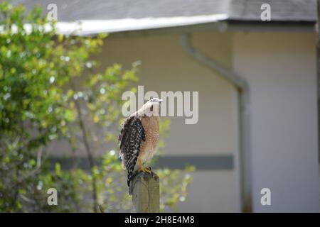 Un grande falco dalla spalla rossa guarda come se riflettesse sul significato della vita. Foto Stock