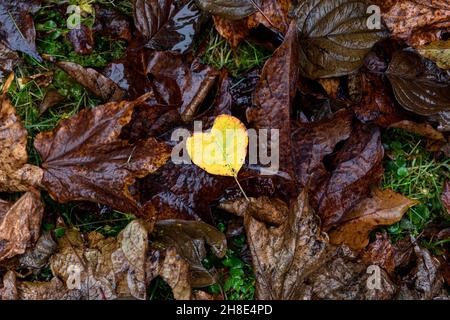 Foglia gialla a forma di cuore su foglie autunnali a terra, foresta ancora vita, immagine di sfondo, foglia a forma di cuore Foto Stock