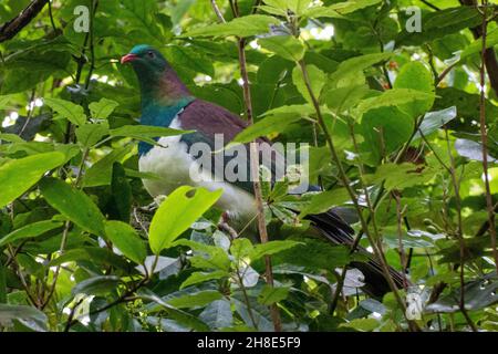 Un nativo neozelandese Kererū (piccione di legno) arroccato su un ramo in Zealandia, Hemiphaga novaeseelandiae Foto Stock