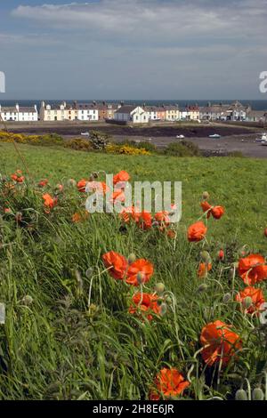 Isola di Whithorn Bay & St Ninans, Newton Stewart, Dumfries & Galloway, Scozia Foto Stock