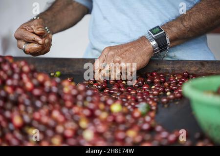 Primo piano di mani maschili smistamento della frutta di caffè raccolta prima di asciugare Foto Stock