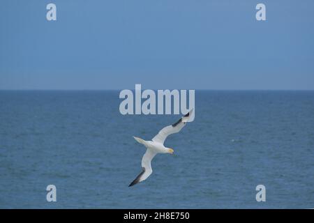 Una Gannet con le punte dell'ala nera e una testa gialla si prepara ad immergersi nell'Atlantico al largo della costa della Florida centrale, Stati Uniti. Foto Stock